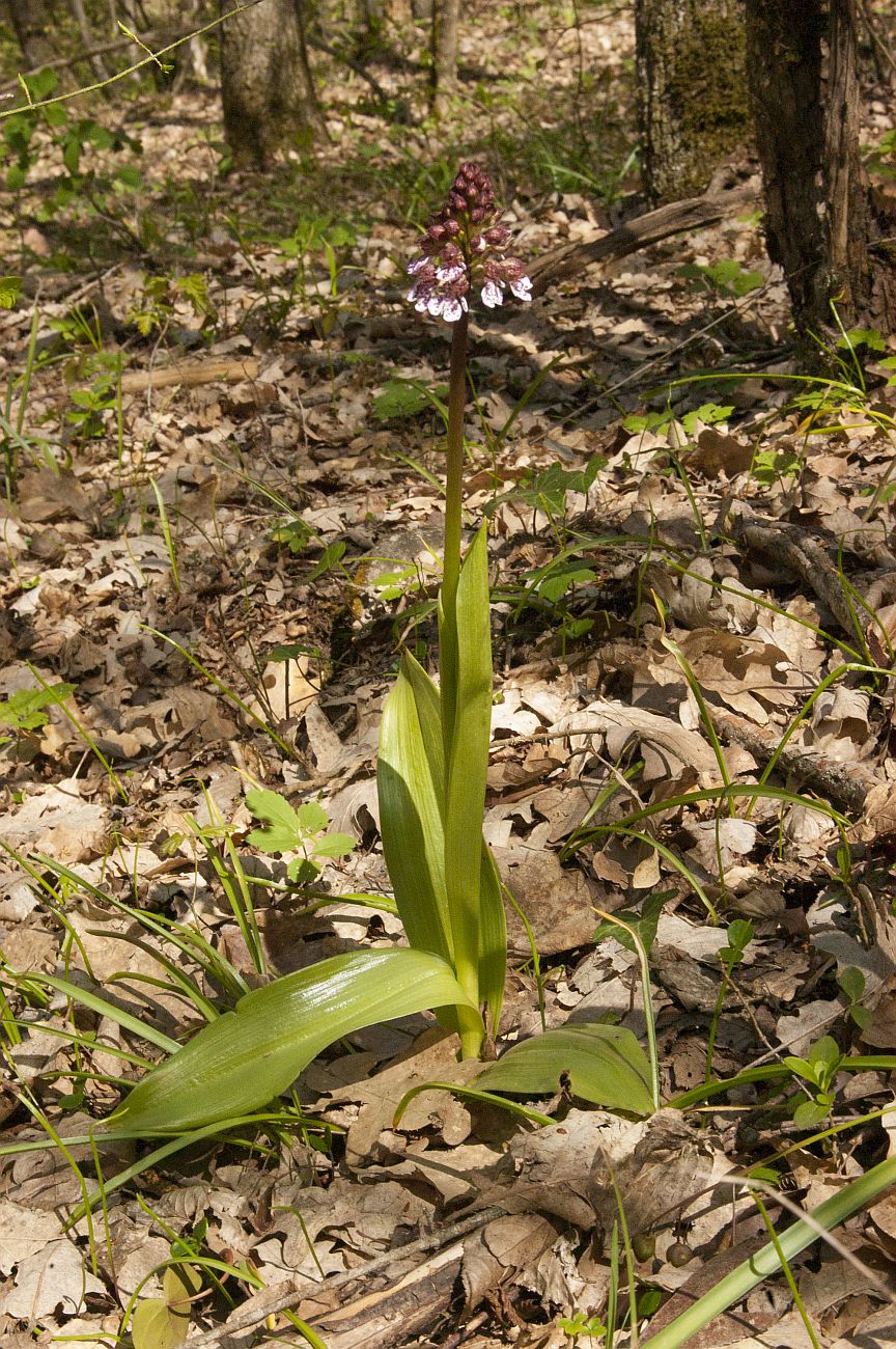 Изображение особи Orchis purpurea.