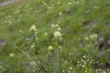 Cirsium obvallatum