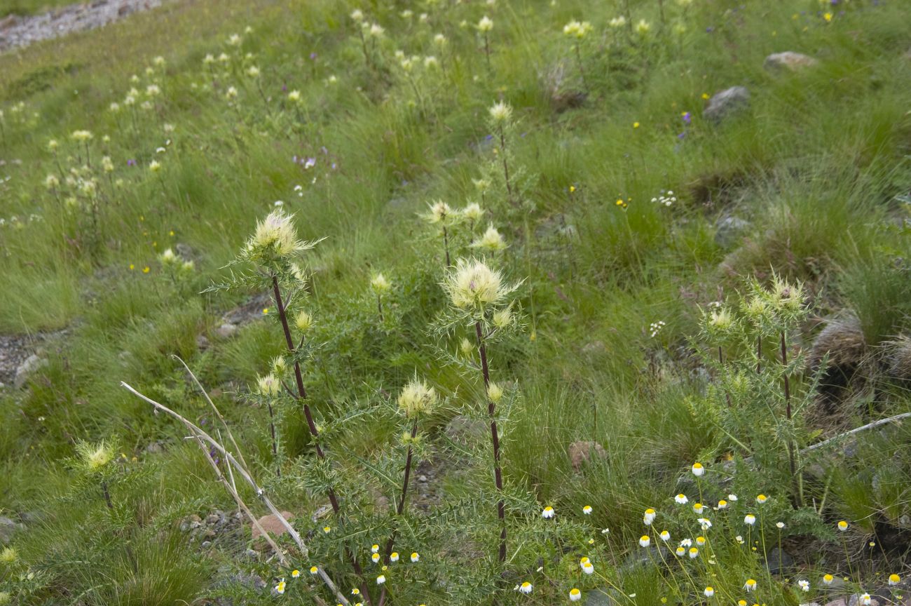 Изображение особи Cirsium obvallatum.