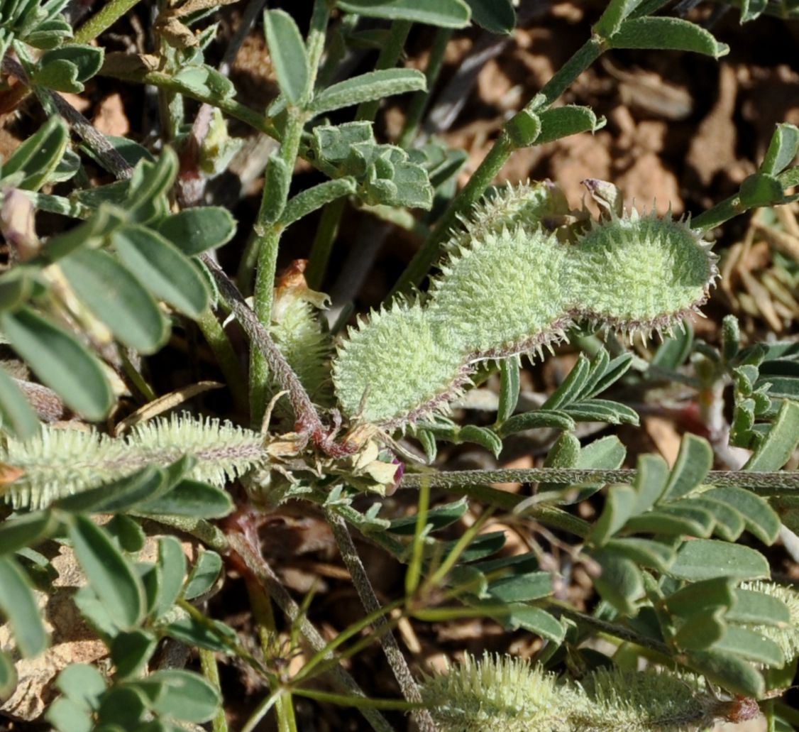 Image of Hedysarum spinosissimum specimen.