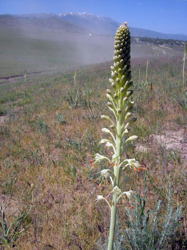 Image of Eremurus altaicus specimen.