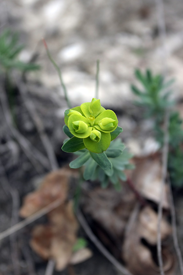 Image of Euphorbia petrophila specimen.