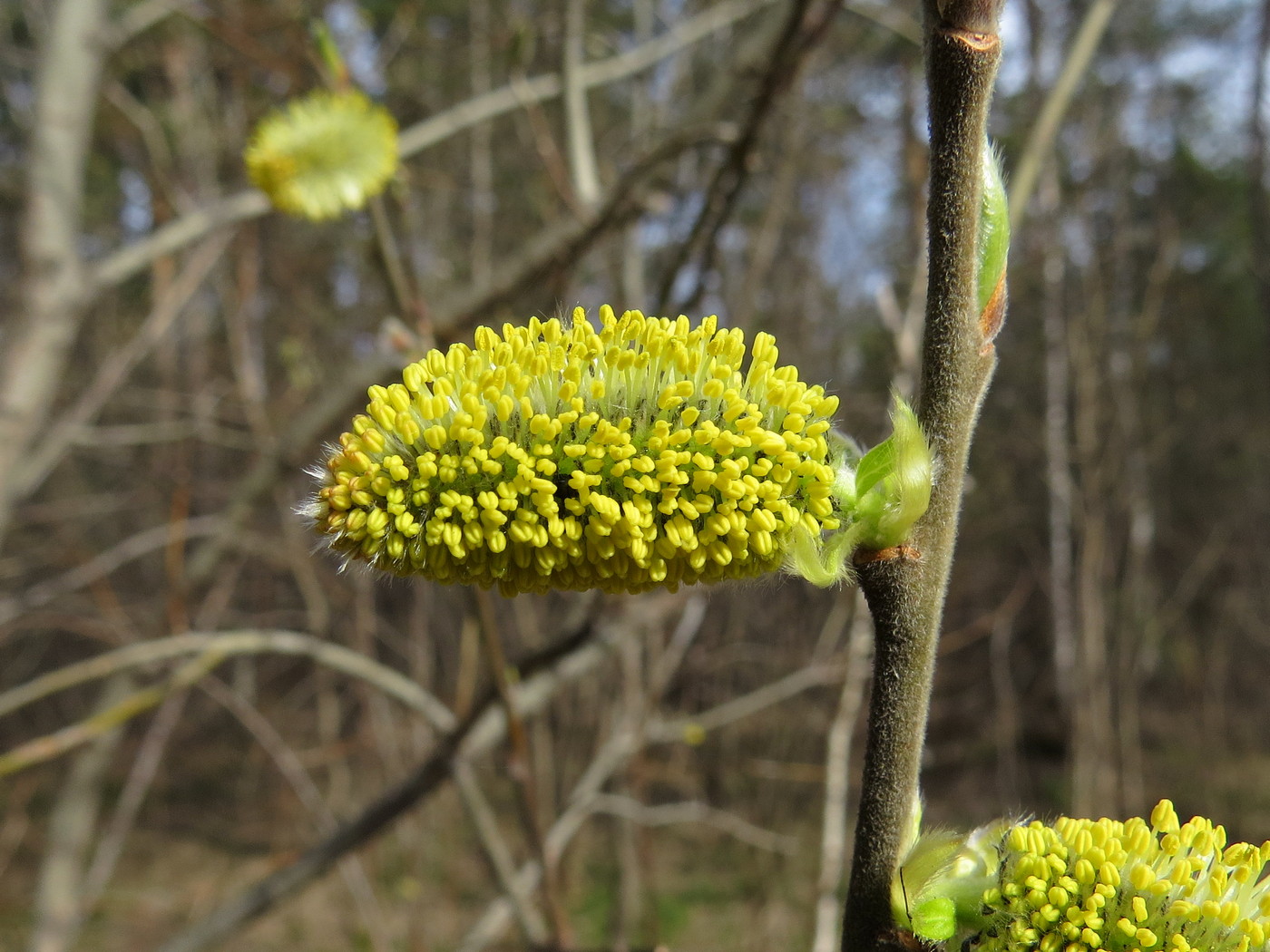 Изображение особи Salix caprea.