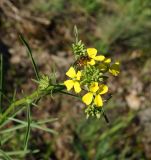 Erysimum canescens