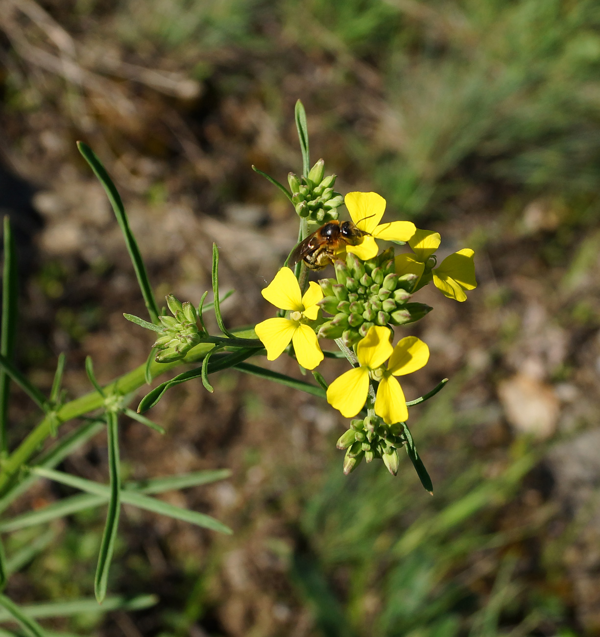 Изображение особи Erysimum canescens.