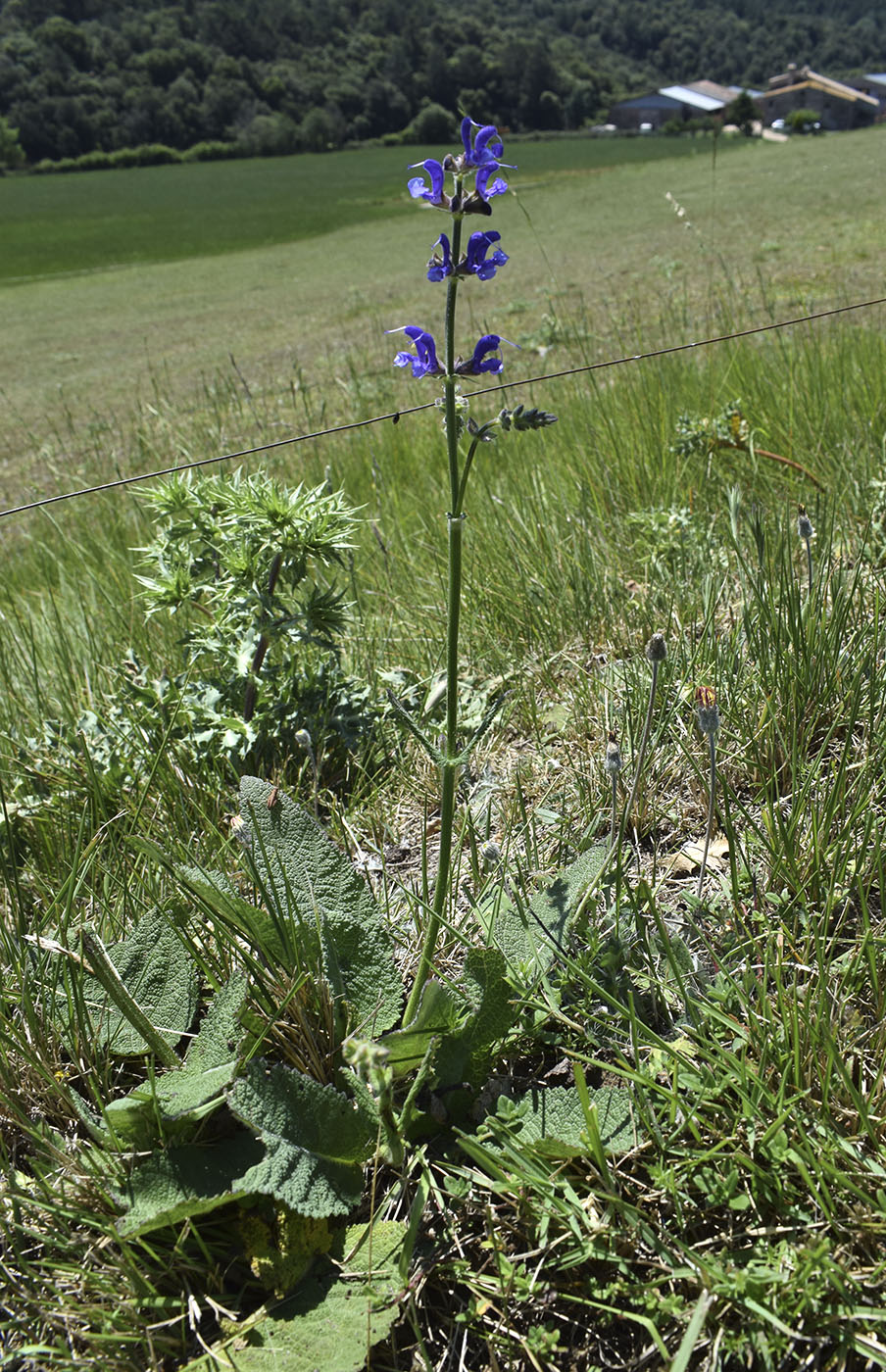 Image of Salvia pratensis specimen.