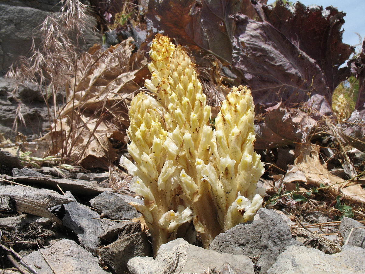 Image of Orobanche kotschyi specimen.