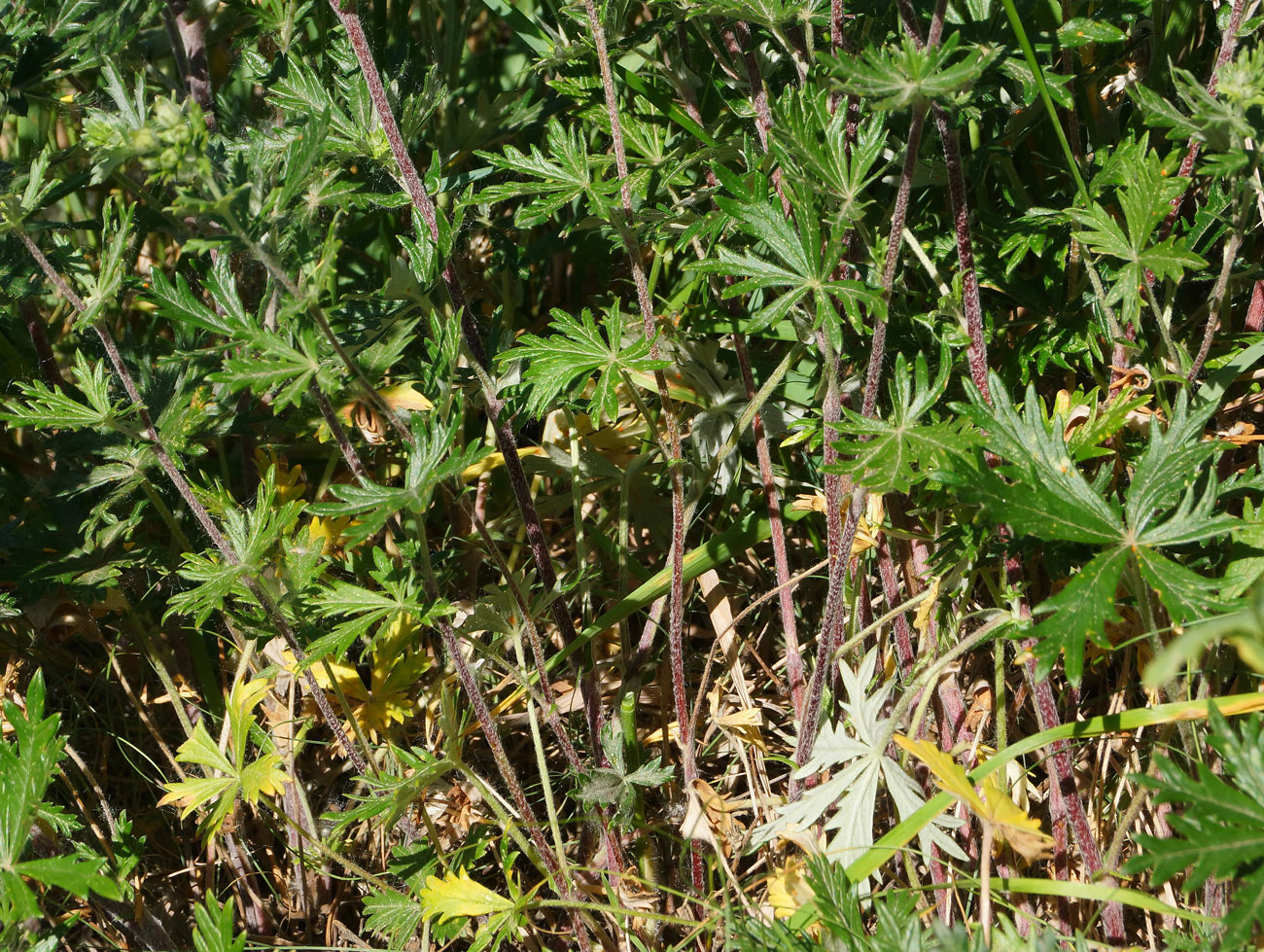 Изображение особи Potentilla canescens.