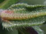 Onosma taurica