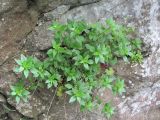 Parietaria chersonensis