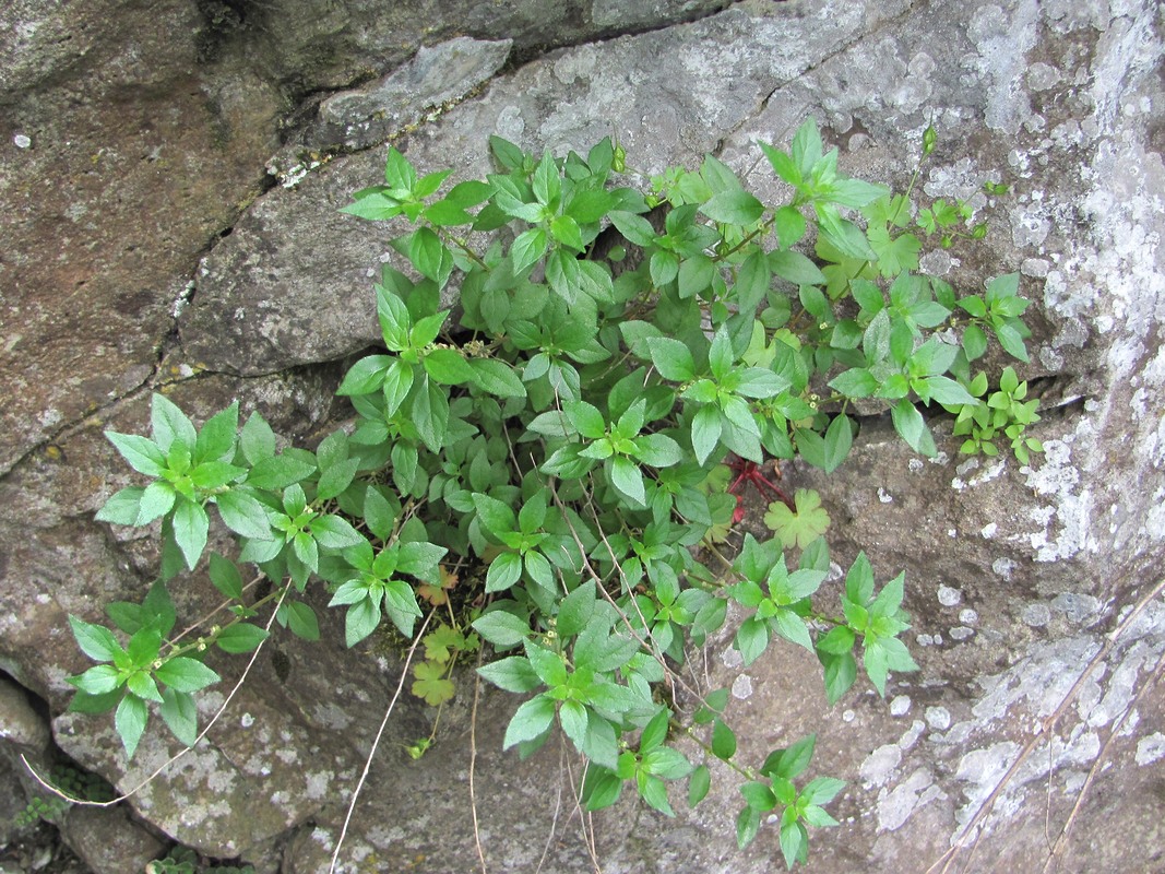 Изображение особи Parietaria chersonensis.