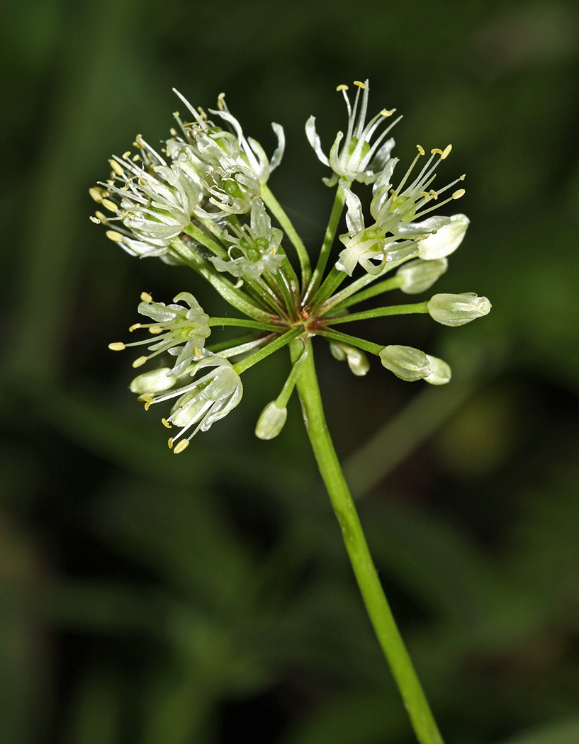 Image of Allium ochotense specimen.