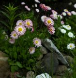 Bellis perennis