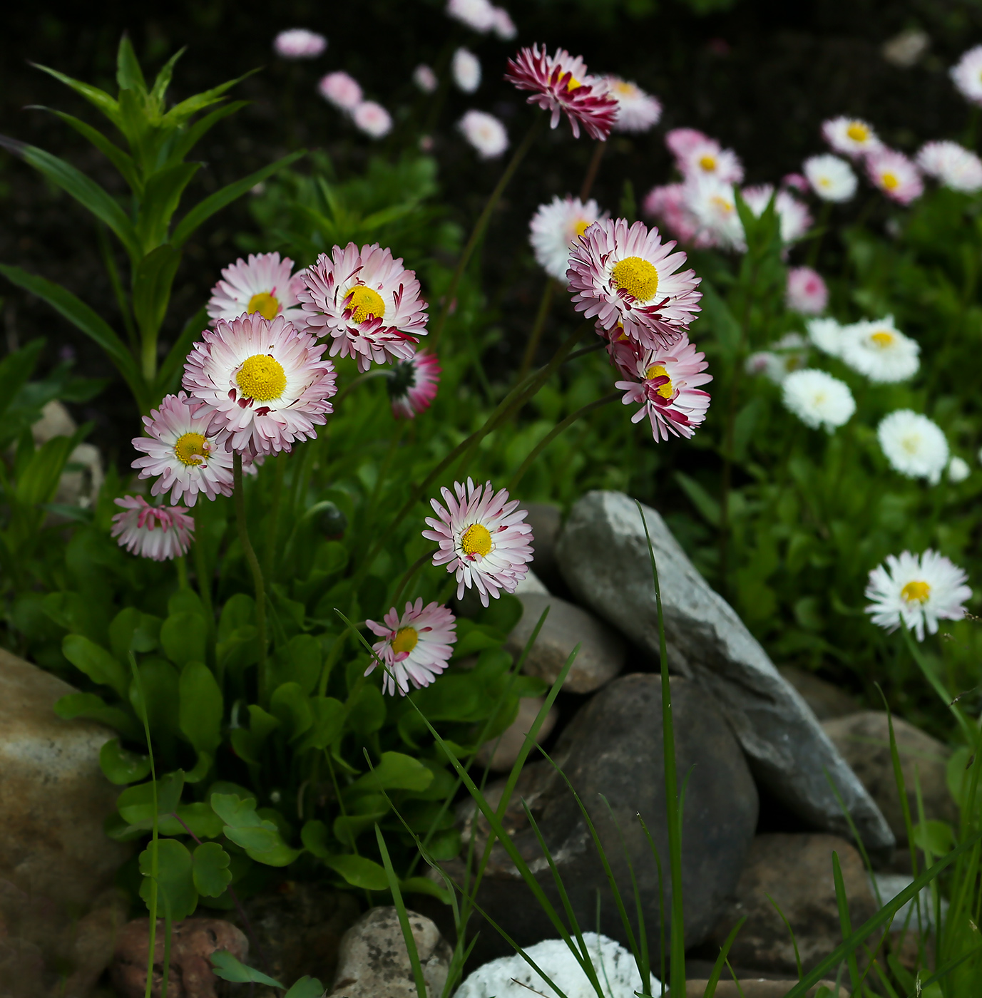 Image of Bellis perennis specimen.