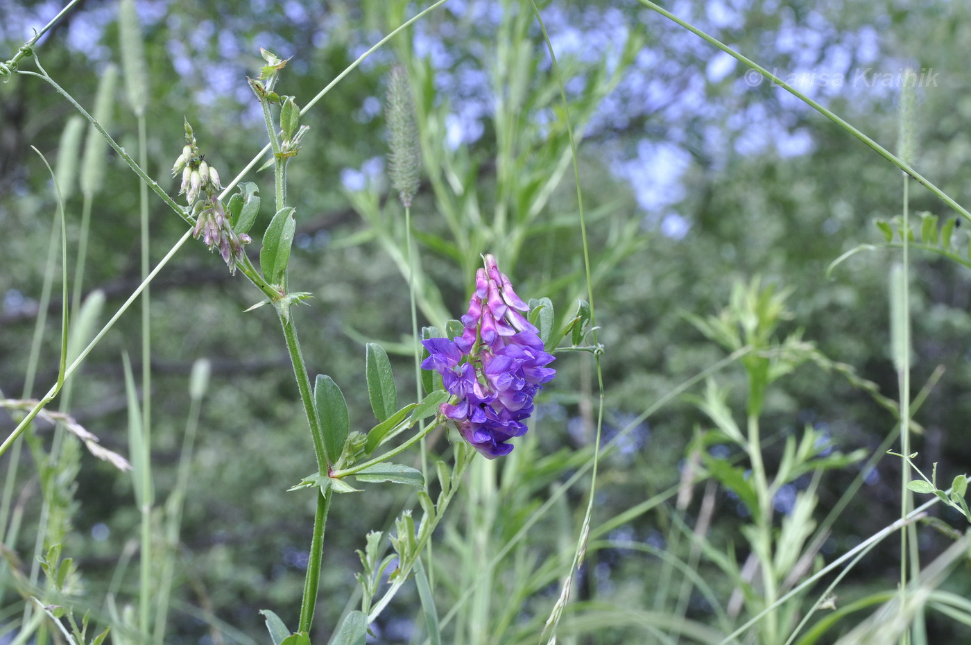 Image of Vicia amoena specimen.