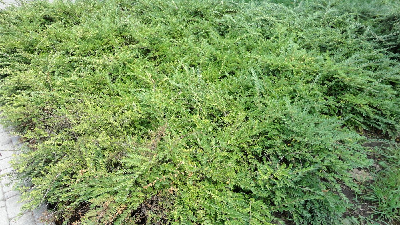 Image of Lonicera ligustrina var. pileata specimen.