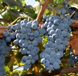 Vitis vinifera. Соплодия (сорт \"Саперави\"). Узбекистан, Ташкентская обл., Кибрайский р-н, виноградник в окр. пос. Улугбек. 15.08.2018.