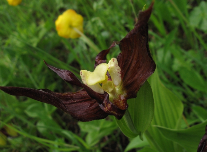 Изображение особи Cypripedium calceolus.