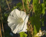 Calystegia sepium