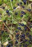 Rubia tinctorum