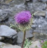 Cirsium pugnax. Верхушка цветущего растения. Грузия, Казбегский муниципалитет, верхняя часть долины Чаухицхали, ≈ 2900 м н.у.м, берег ручья. 01.08.2018.