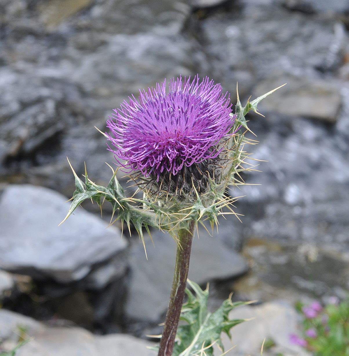 Изображение особи Cirsium pugnax.