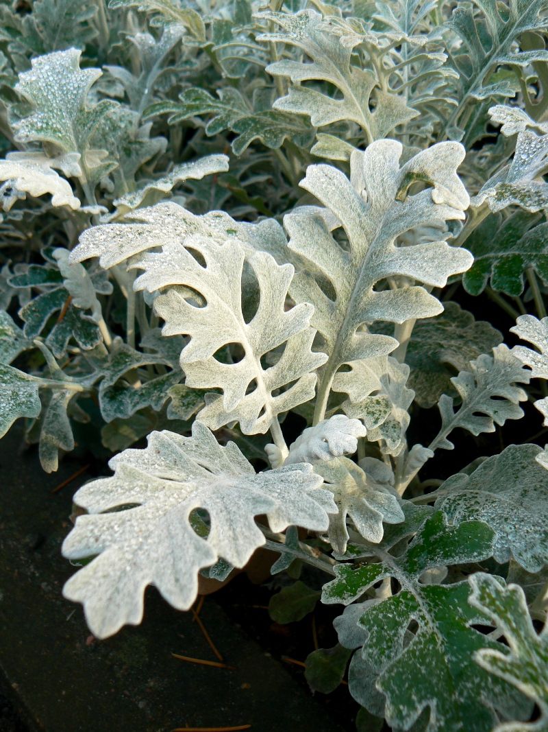 Изображение особи Senecio cineraria.