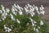 Eriophorum angustifolium