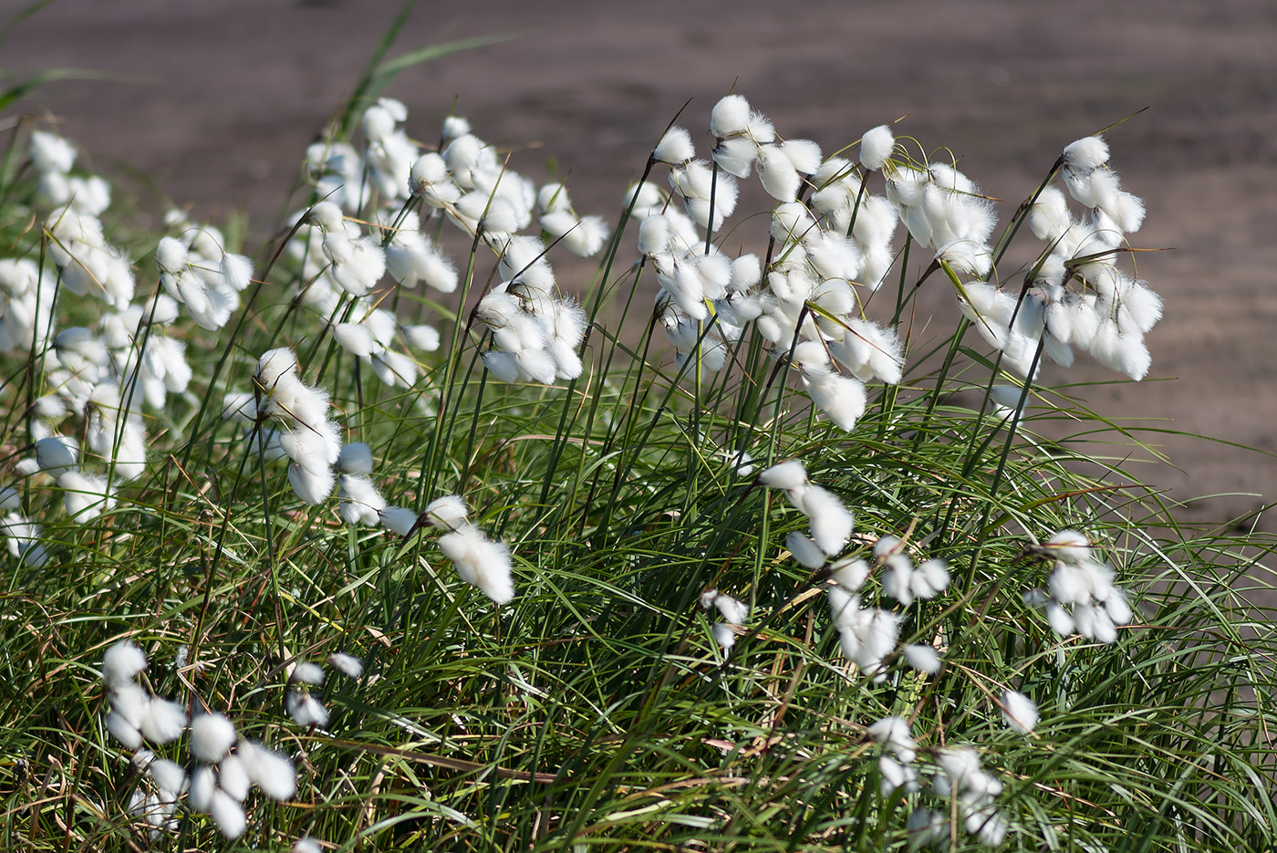 Изображение особи Eriophorum angustifolium.