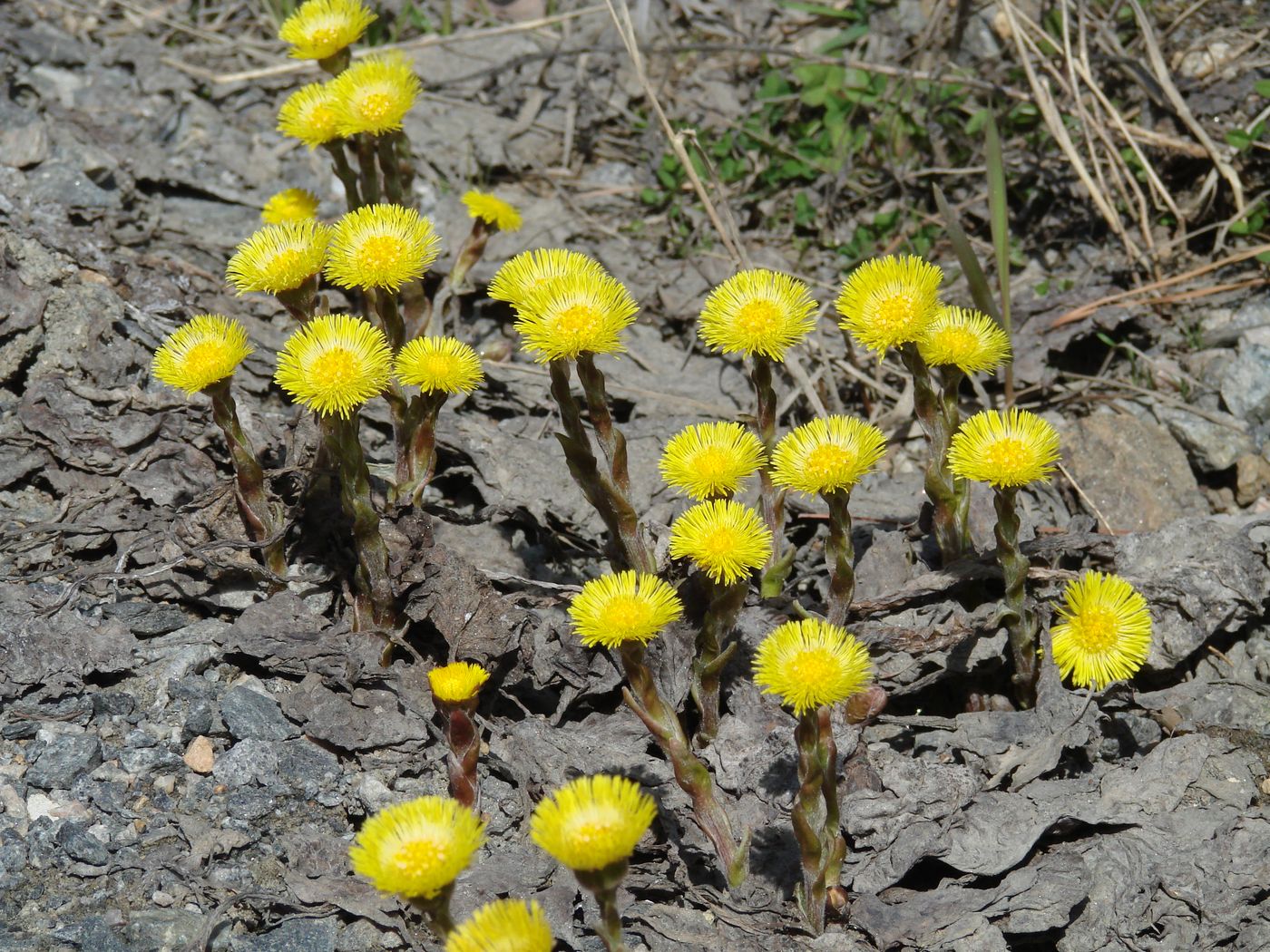 Image of Tussilago farfara specimen.