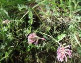 Astragalus brachycarpus