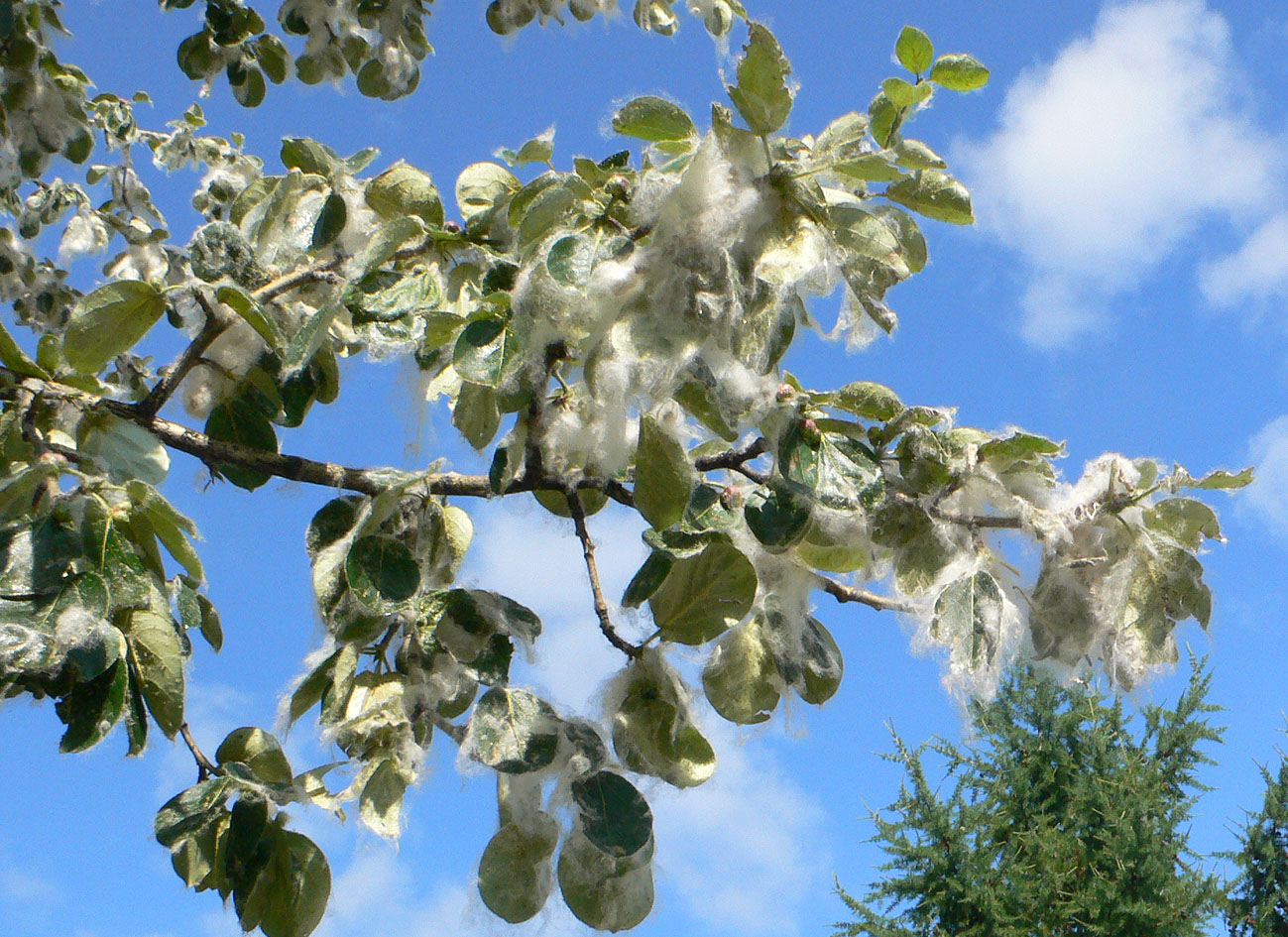 Image of Populus suaveolens specimen.