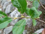 Salix arctica