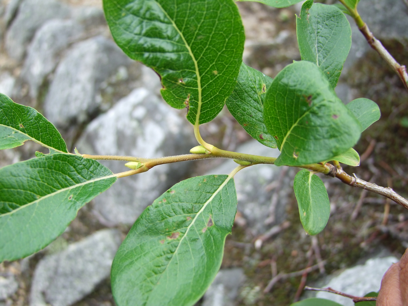 Image of Salix arctica specimen.