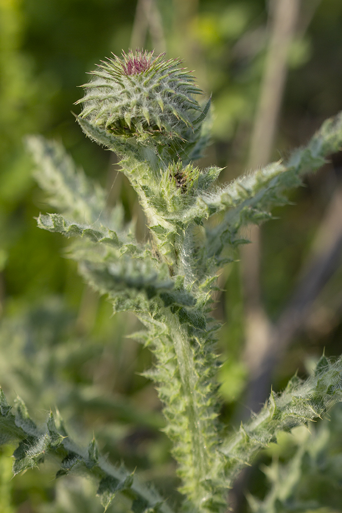 Image of Carduus uncinatus ssp. davisii specimen.