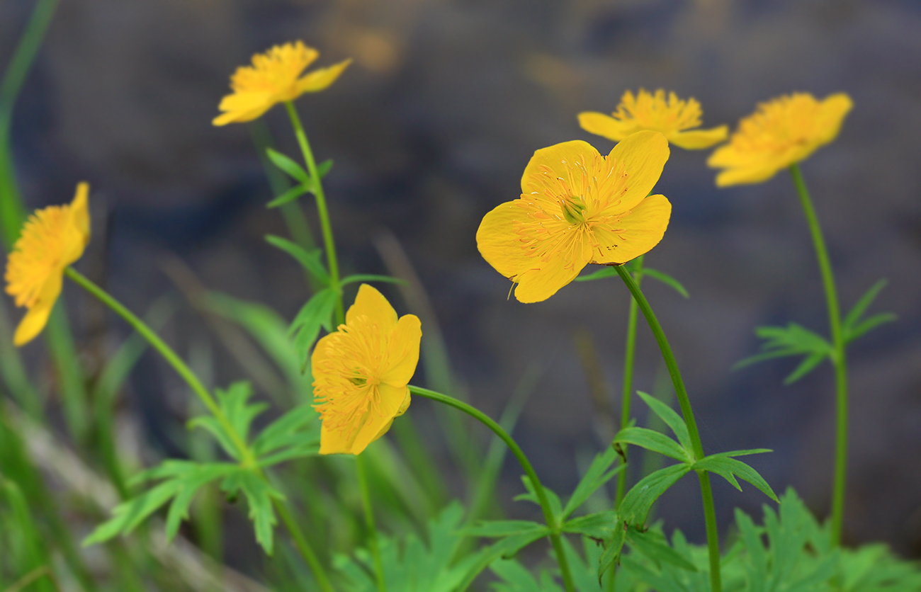 Изображение особи Trollius riederianus.