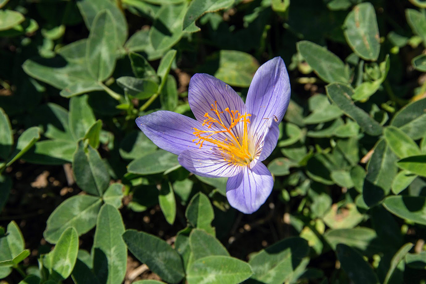 Изображение особи Crocus speciosus.