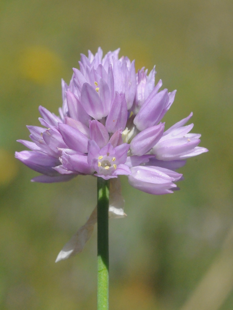 Image of Allium schoenoprasoides specimen.