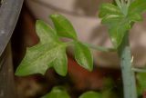 Kleinia articulata