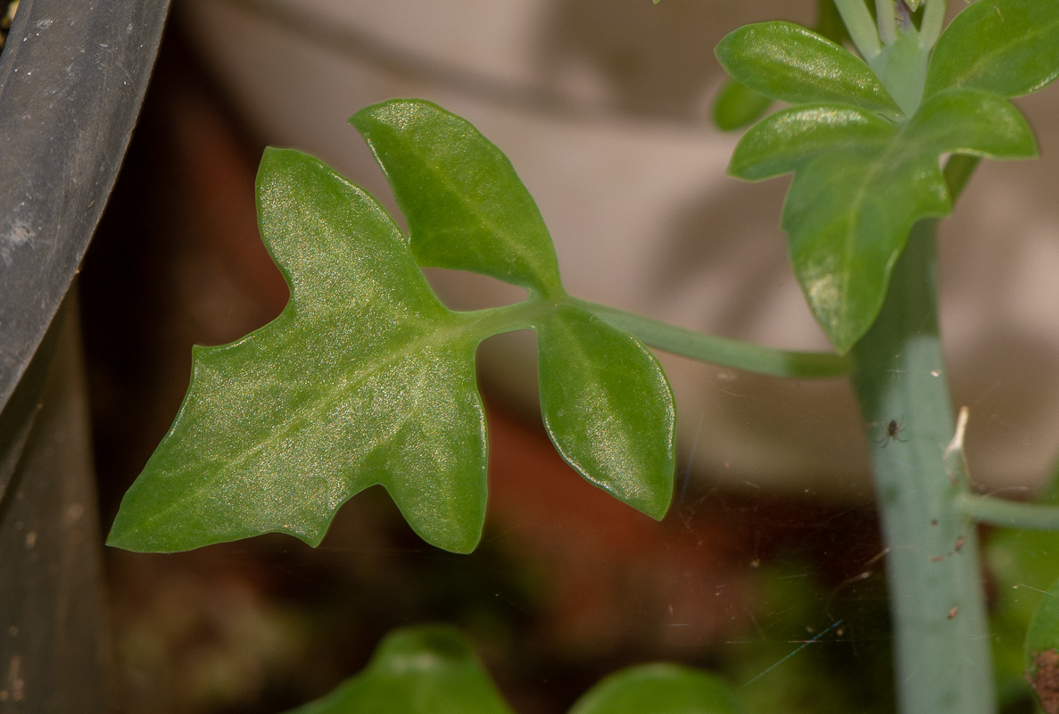 Image of Kleinia articulata specimen.