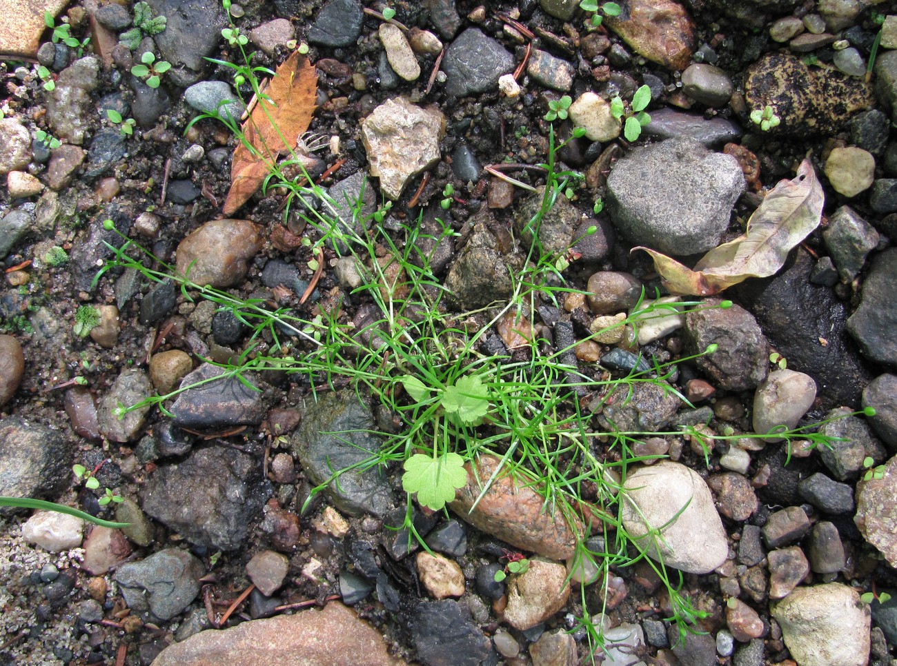 Image of Sagina procumbens specimen.