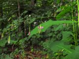 Prenanthes purpurea. Лист и соцветие. Германия, г. Heidelberg, Rohrbach, горный массив Koenigsstuhl, обочина тропинки в лесу. 06.08.2012.