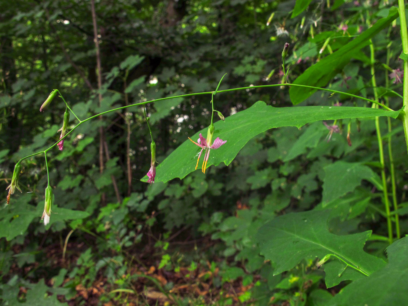 Изображение особи Prenanthes purpurea.