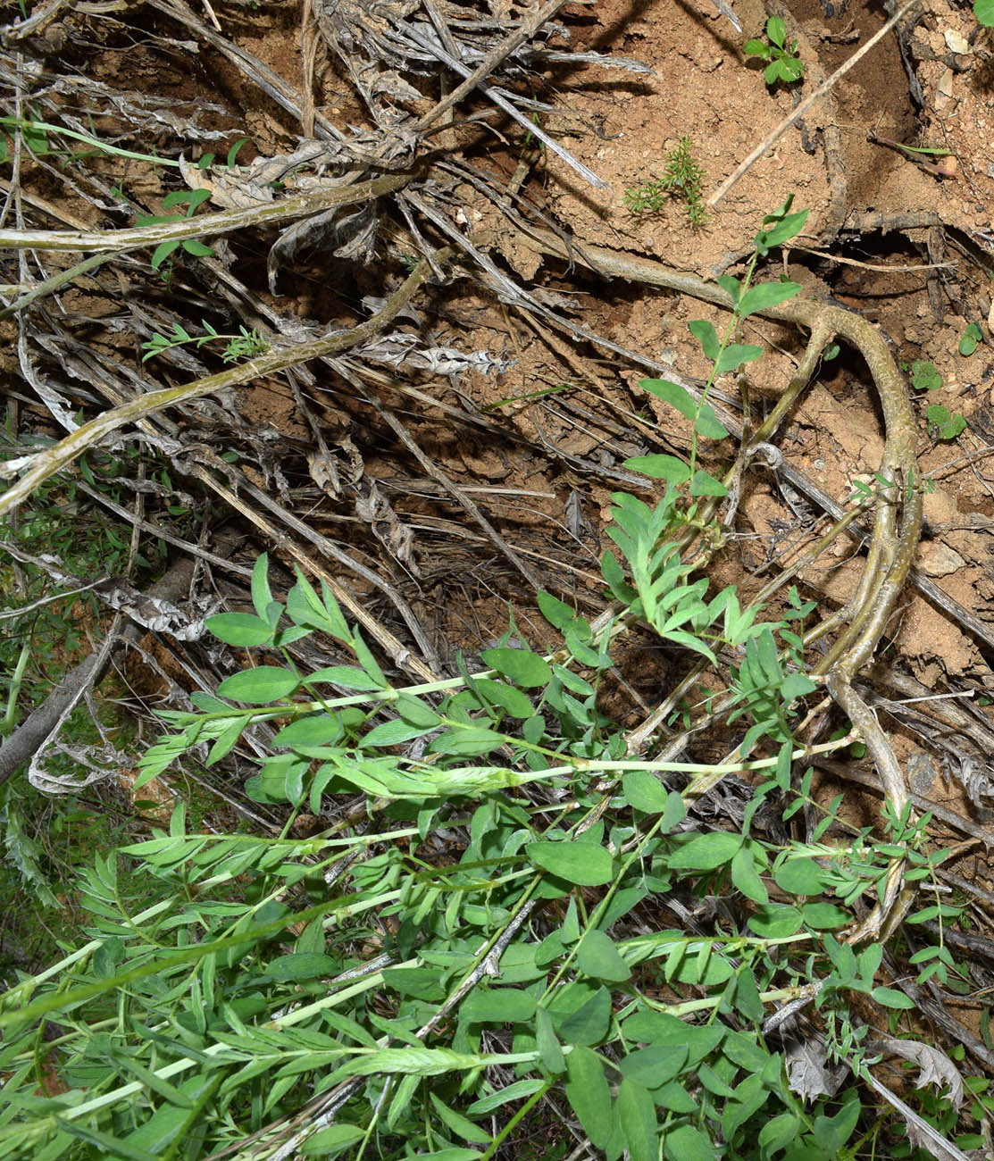 Изображение особи Astragalus ugamicus.