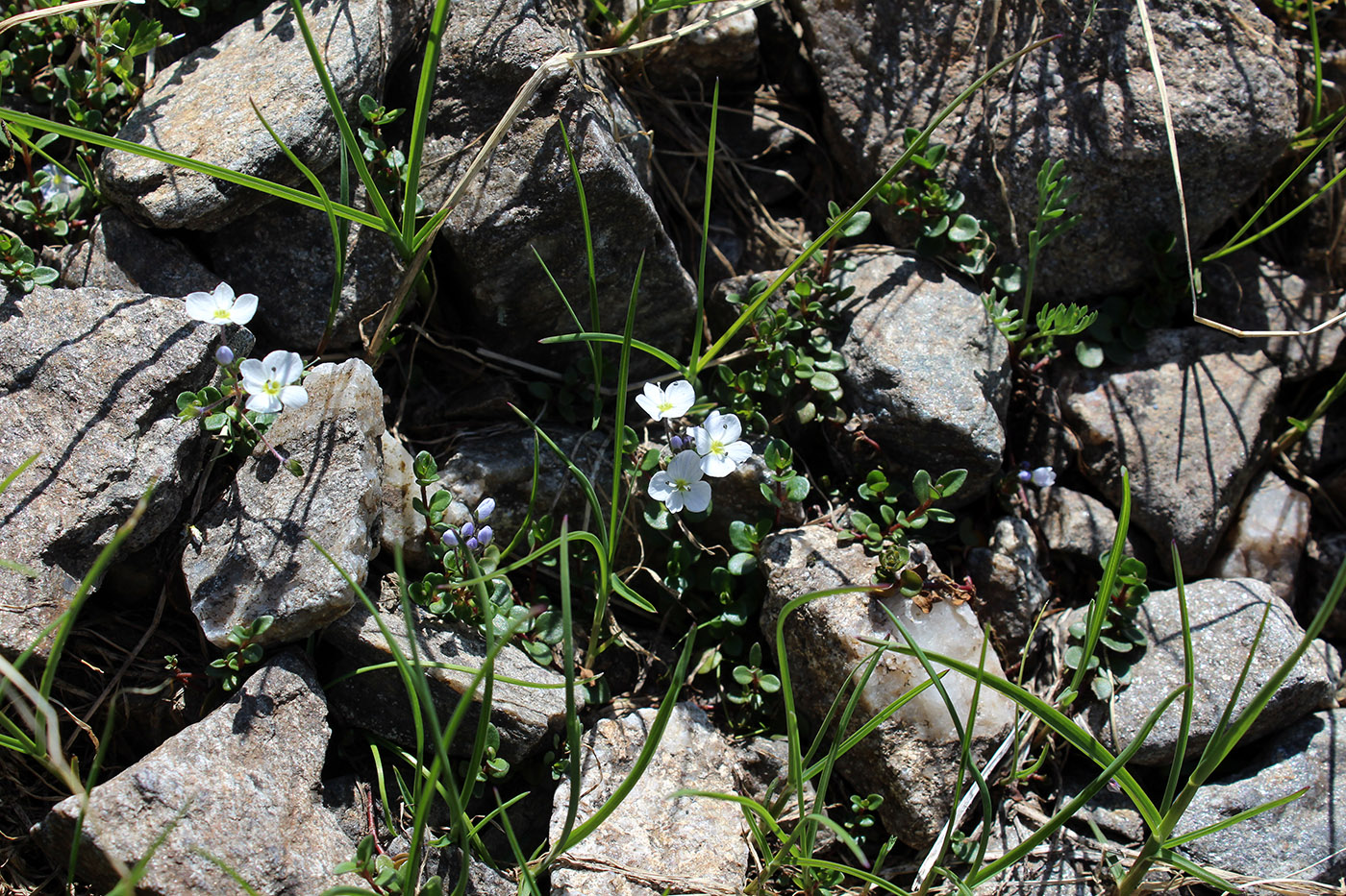 Image of Veronica glareosa specimen.