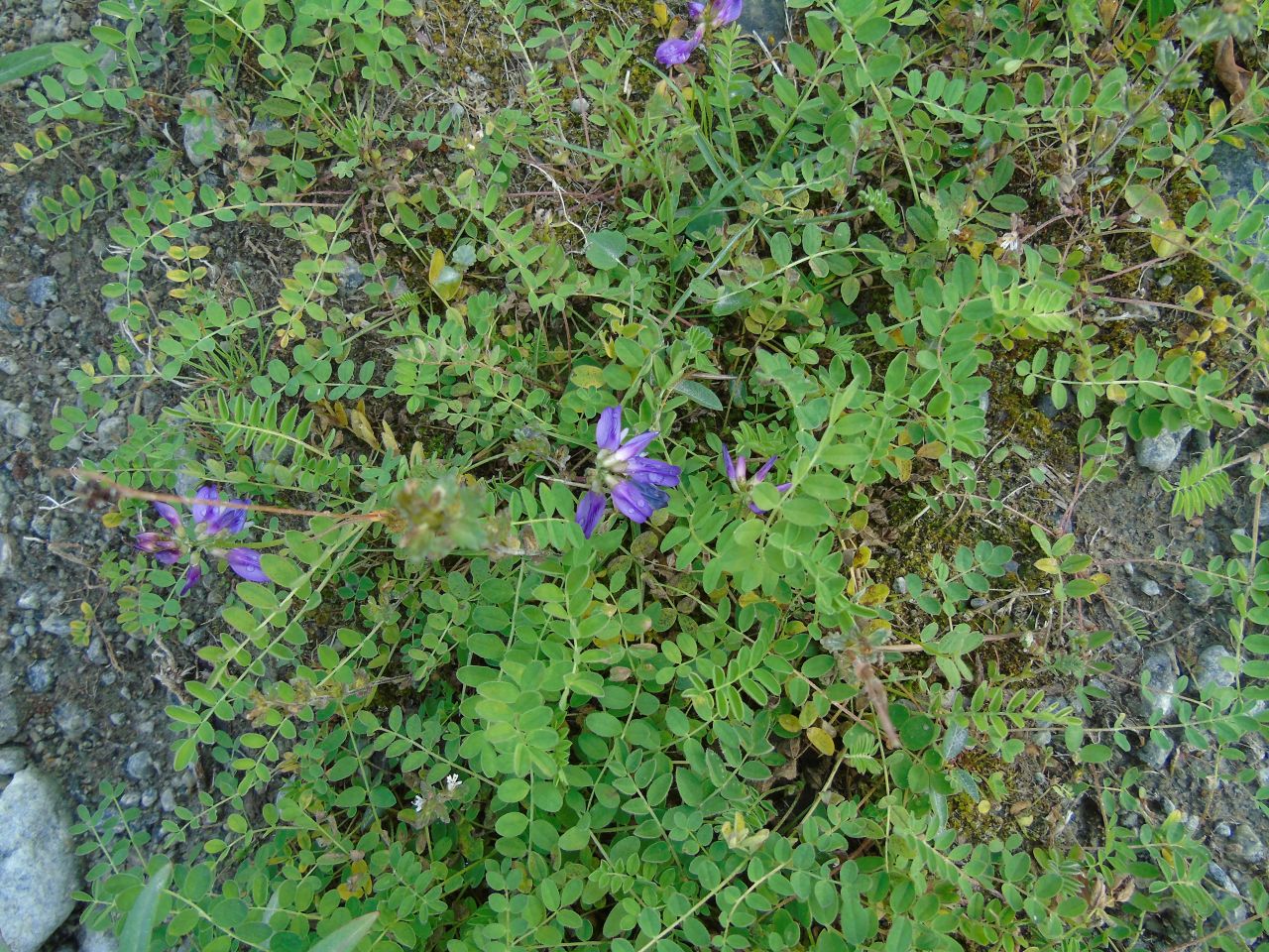 Image of Astragalus subpolaris specimen.