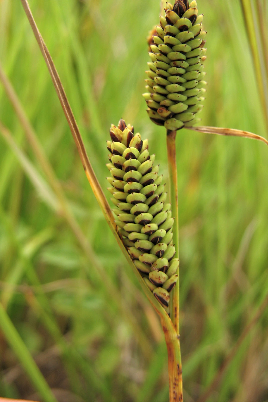 Изображение особи Carex nigra.