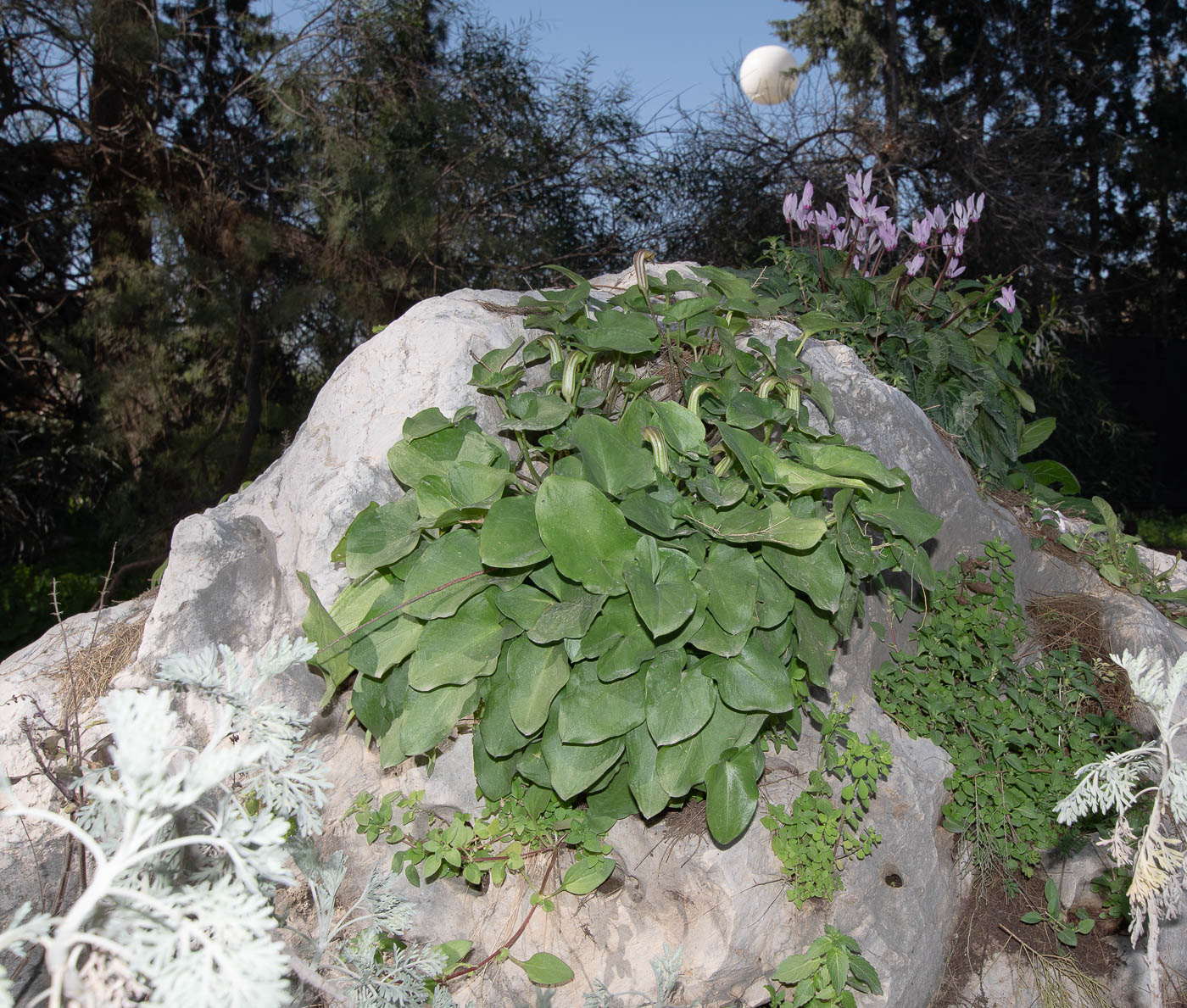 Изображение особи Arisarum vulgare.