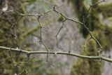 Smilax excelsa