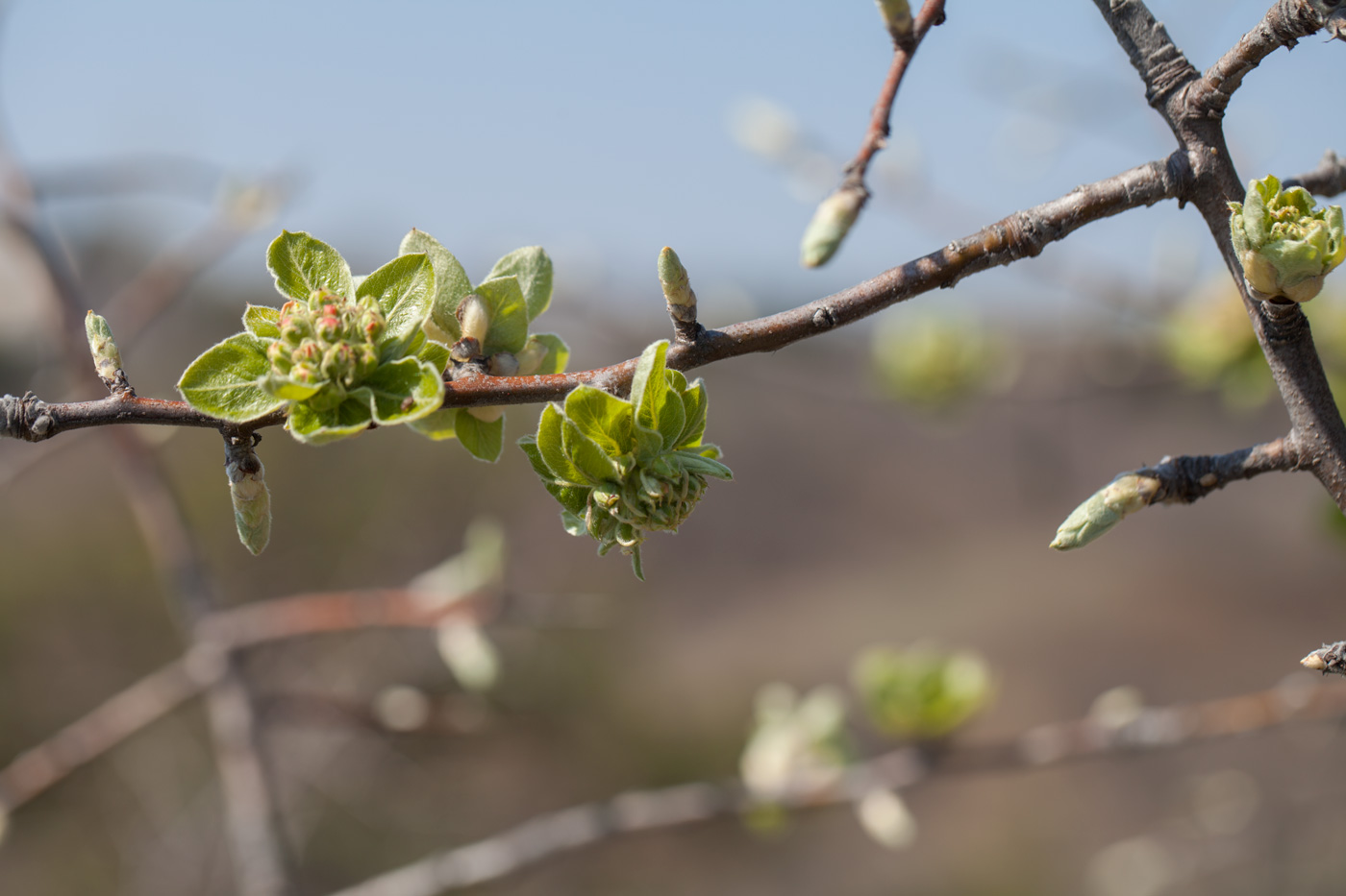 Image of familia Rosaceae specimen.